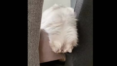 funny cat video