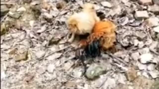 Dog vs chick fighting funny video