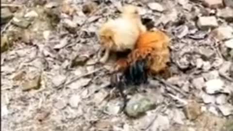 Dog vs chick fighting funny video