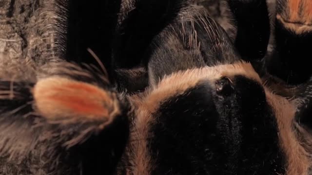 Black and orange tarantula walking, vertical shot