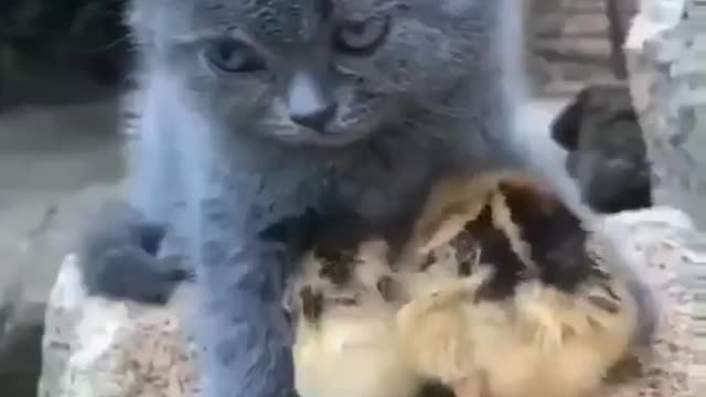 OMG 😱 cute cat 😍😘