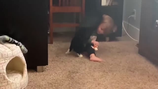 CAT AND BABY FUNNY MOMENTS LAUGHT