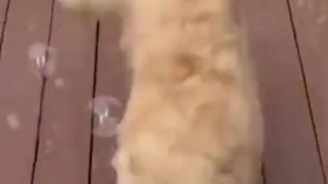 Dog playing with bubbles