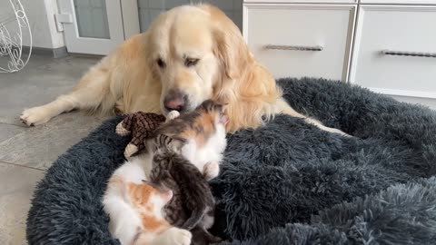 How the Golden Retriever and New Tiny Kittens Became Best Friends [Cutest Compilation]