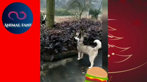 Dog 🐕 Video