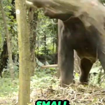 Elephants: The Amazing Trunk - Super Sniffers and Powerful Pickers! #animals #wildlife