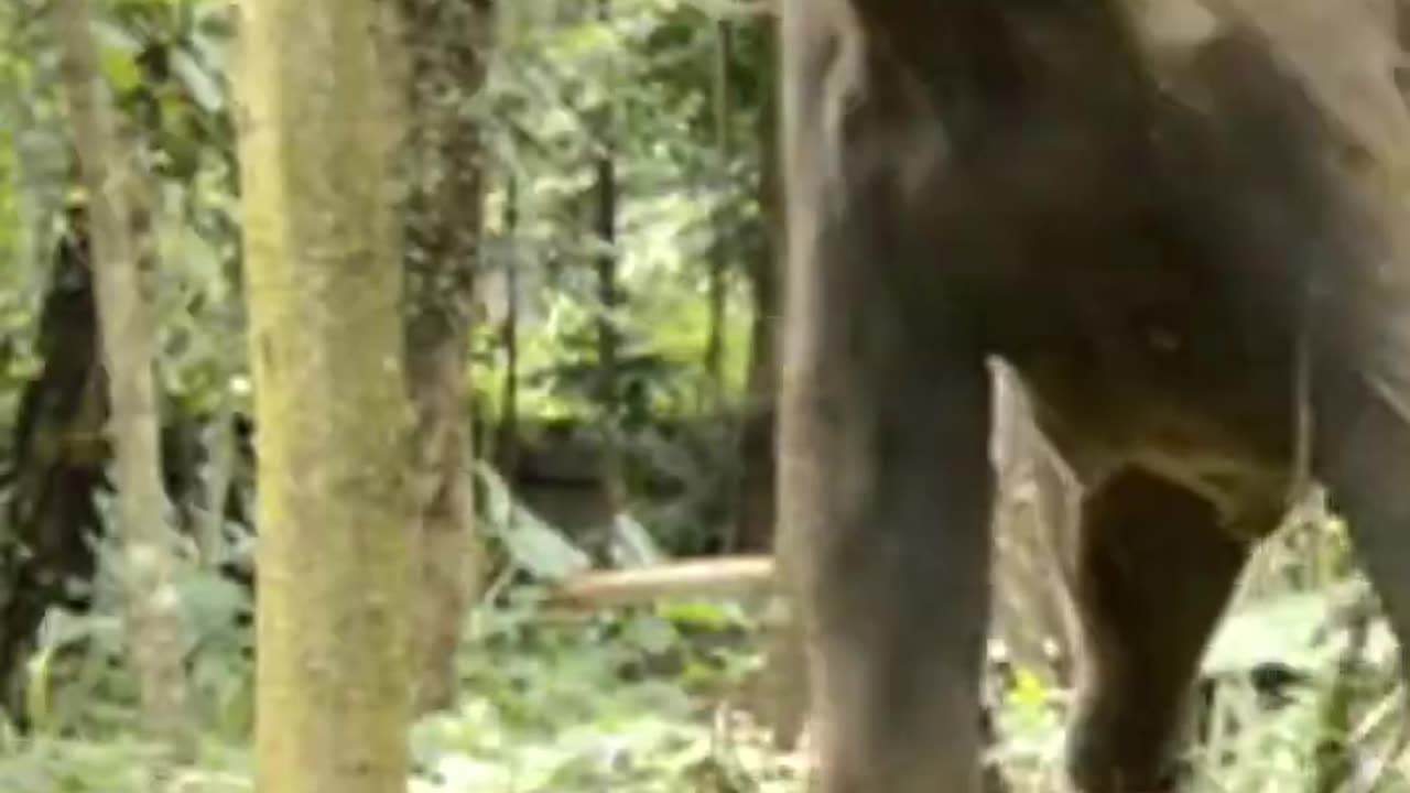 Elephants: The Amazing Trunk - Super Sniffers and Powerful Pickers! #animals #wildlife