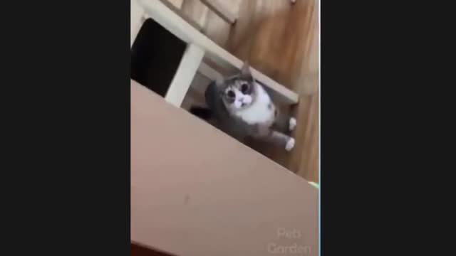 Funny Cat Videos. Laughing Guarantee. Cute Cats.