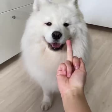 My dog Has pure heart.😁