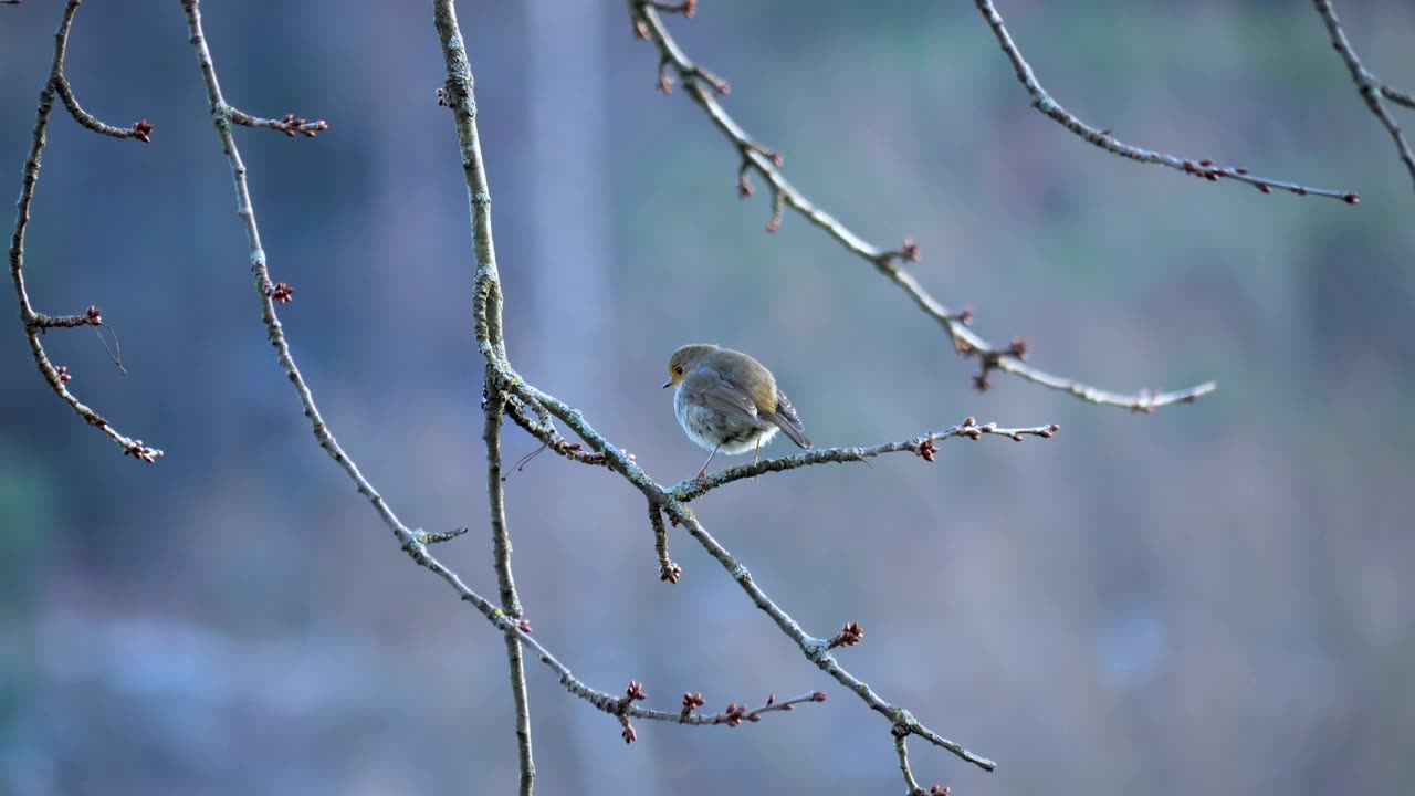 Robin bird