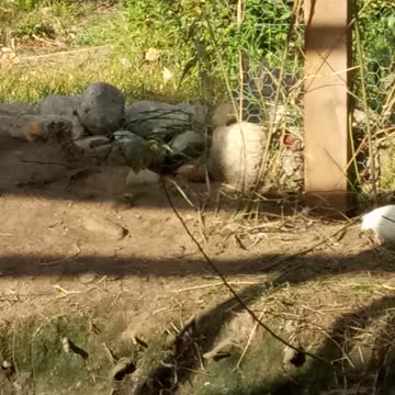 Cotournix quail trash can Pete