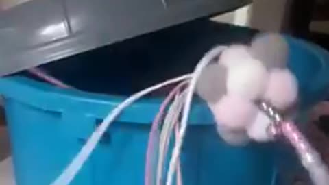 Sweet kitty hidden