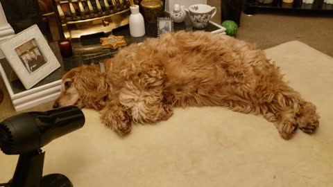 Cocker Spaniel absolutely loves her unique Christmas present