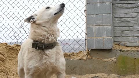 Two stray dogs are walking in the mud and playing while it is snowing in slow motion