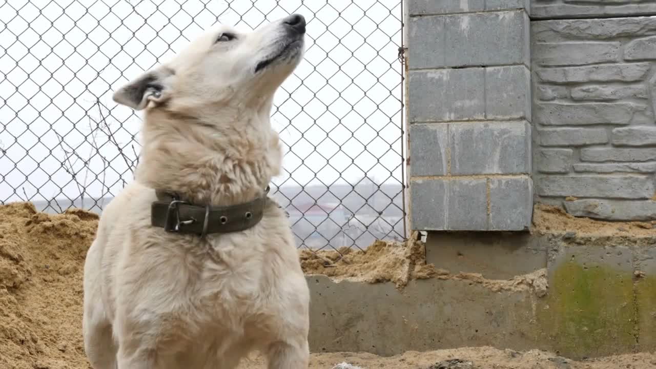 Two stray dogs are walking in the mud and playing while it is snowing in slow motion