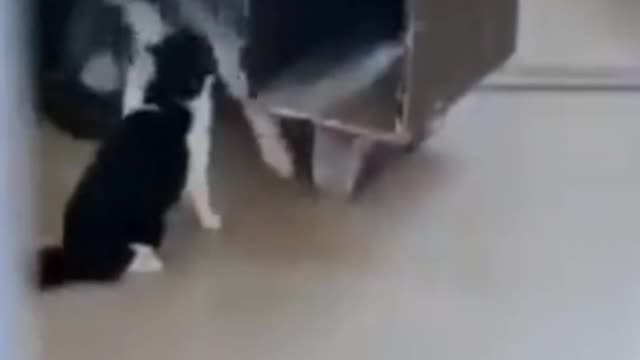 Cat and dog fight funny| funny animals and people