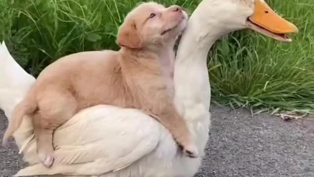 Cute Puppy and Duck Besties