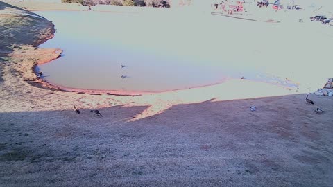 The Pond