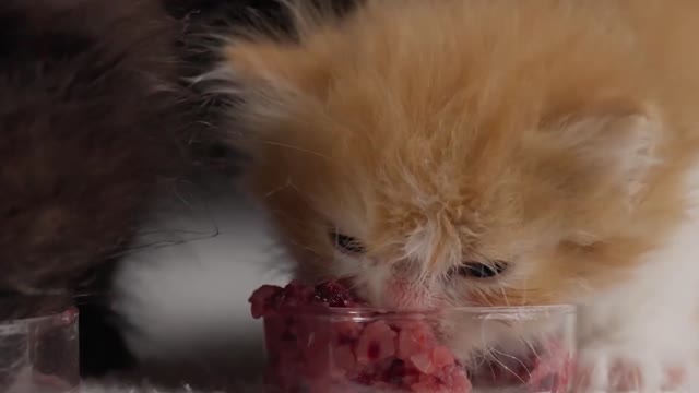 The two kittens ate with relish.