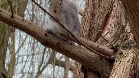 Who knew squirrels had their own comedy show? 😂😂