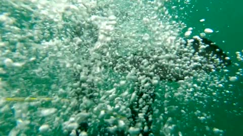 Follow the scuba diver dives into the sea to catch sea urchins