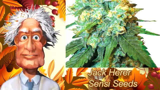 Jack Cannabis Strains - STRAIN TV