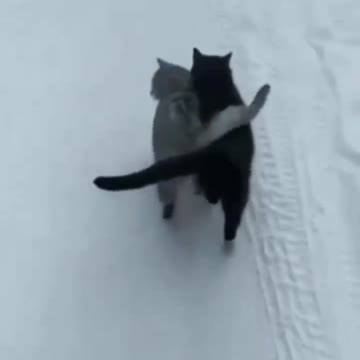 Cat cat cat cat funny