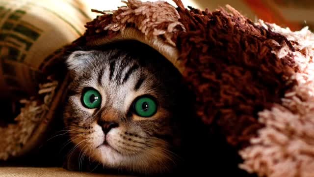Lovely cats child videos