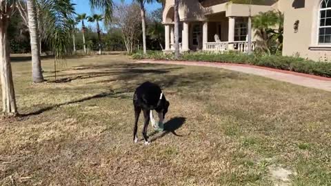 Happy doggies enjoy newspaper delivery fun