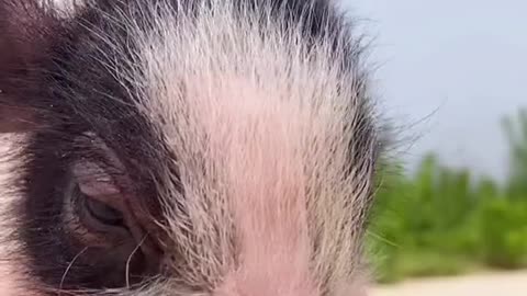 Video Dog