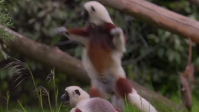 Video of incredibly rare 'dancing' lemurs is Internet’s new love 💕