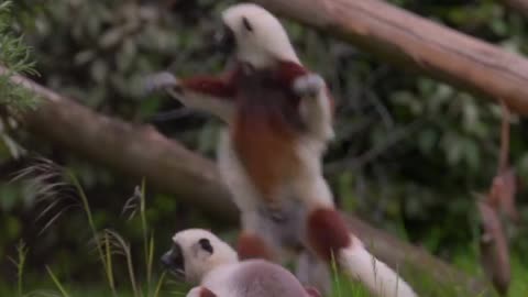 Video of incredibly rare 'dancing' lemurs is Internet’s new love 💕