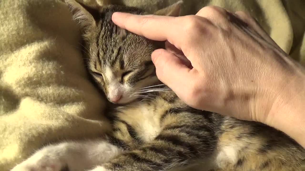 Tickling the Cat's Nose