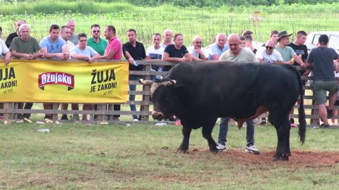 KONDOR OD MIKULIĆA VS LOZONJA OD STIME I MITRA