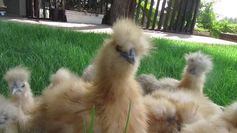 Buff silkie pullets (6)