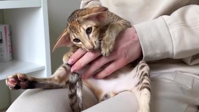 "When your hooman knows the spots 🥰⁠ ⁠