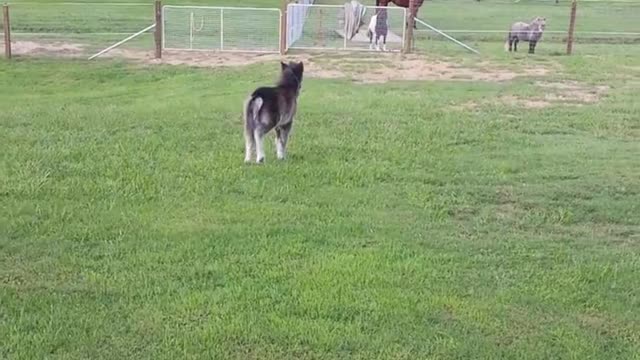 Mini Pony Takes His New Shoes For a Spin