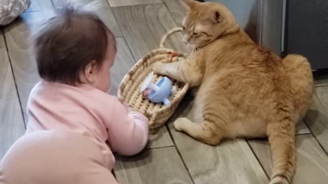 Baby girl and a cat playing together ❤ #shorts #babyandcats