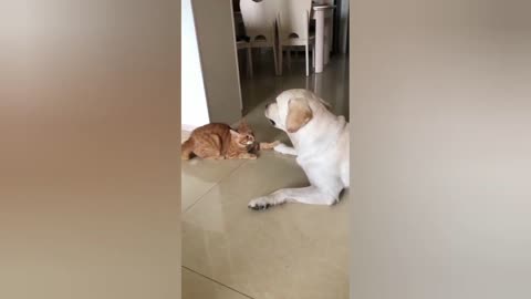 Funny pet