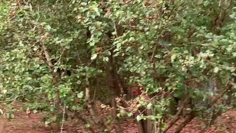 Is That A Bird In The Tree?