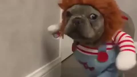 Funny Chucky Dog Outfit!