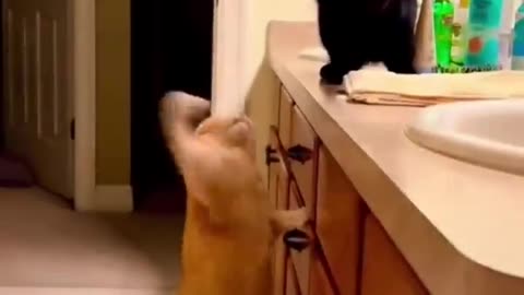 Funny cats video viral 🤣🤣🐱