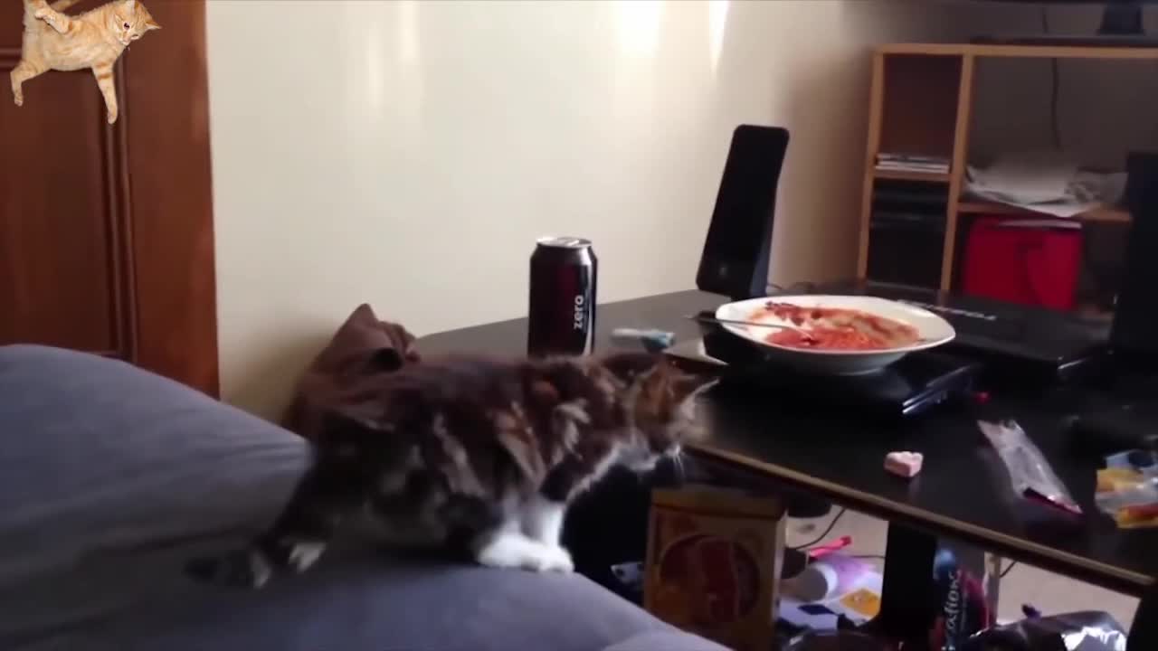 Daily Cat Video number 2, from AnimalClipz.