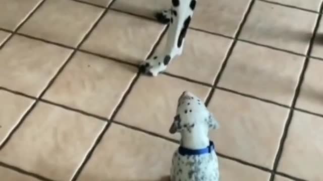 Dalmatians Daily Family Life