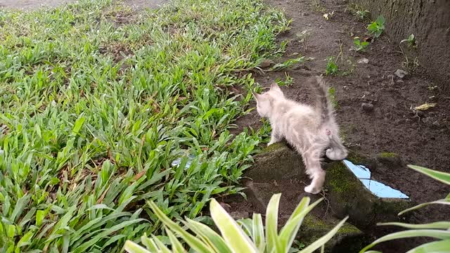 Mom cat and cute kittens