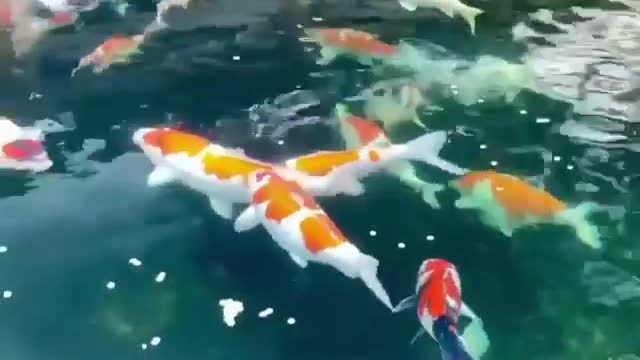 Koi fish pond