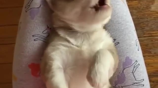 Cute Husky Puppy Throws Adorable Temper Tantrum