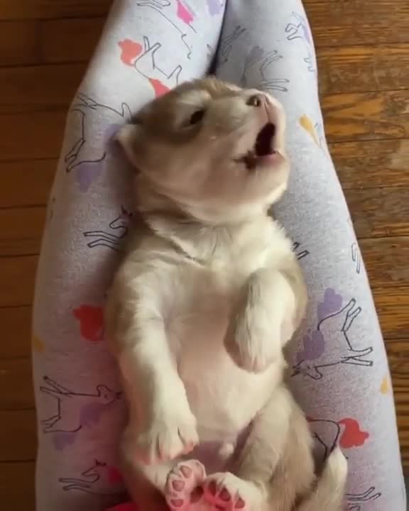 Cute Husky Puppy Throws Adorable Temper Tantrum