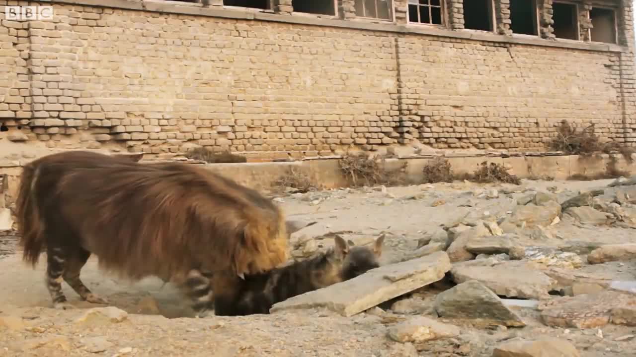 This Ghost Town Is Home To Africa's Rarest Predator | BBC Earth