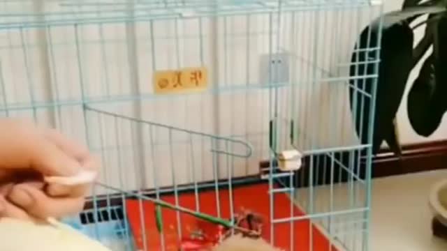 Dogs react to holy beings